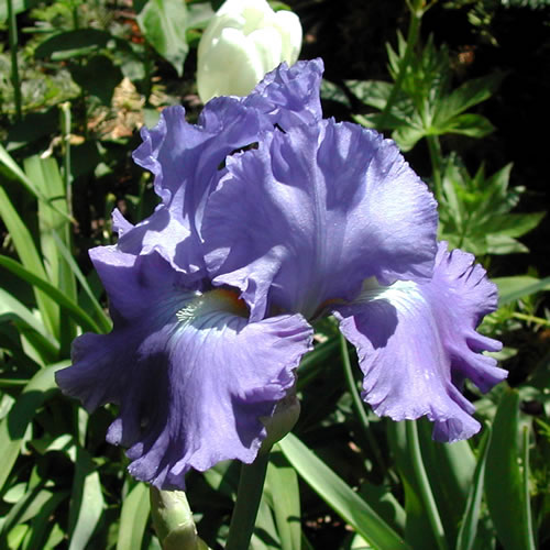 Iris germanica Blue Jay Way